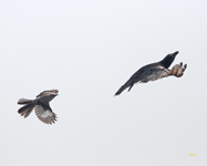 Northern Mockingbird chases American Crow 0473